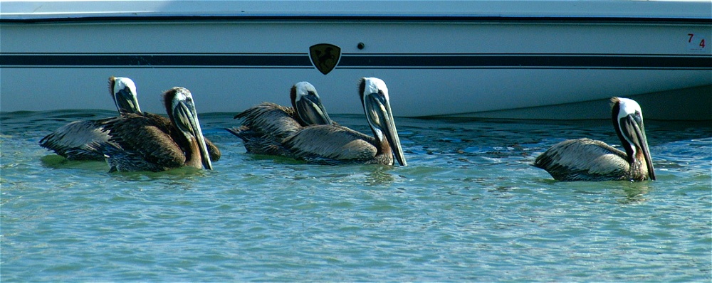 (20) Dscf0764 (pelicans).jpg   (1000x398)   183 Kb                                    Click to display next picture